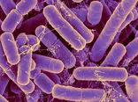 شناسایی باکتری روده‌ای که می‌تواند باعث شود انسان‌ها تا 100 سال عمر کنند