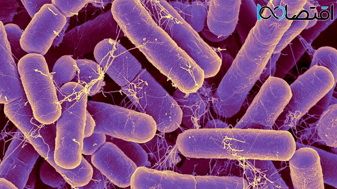 شناسایی باکتری روده‌ای که می‌تواند باعث شود انسان‌ها تا 100 سال عمر کنند