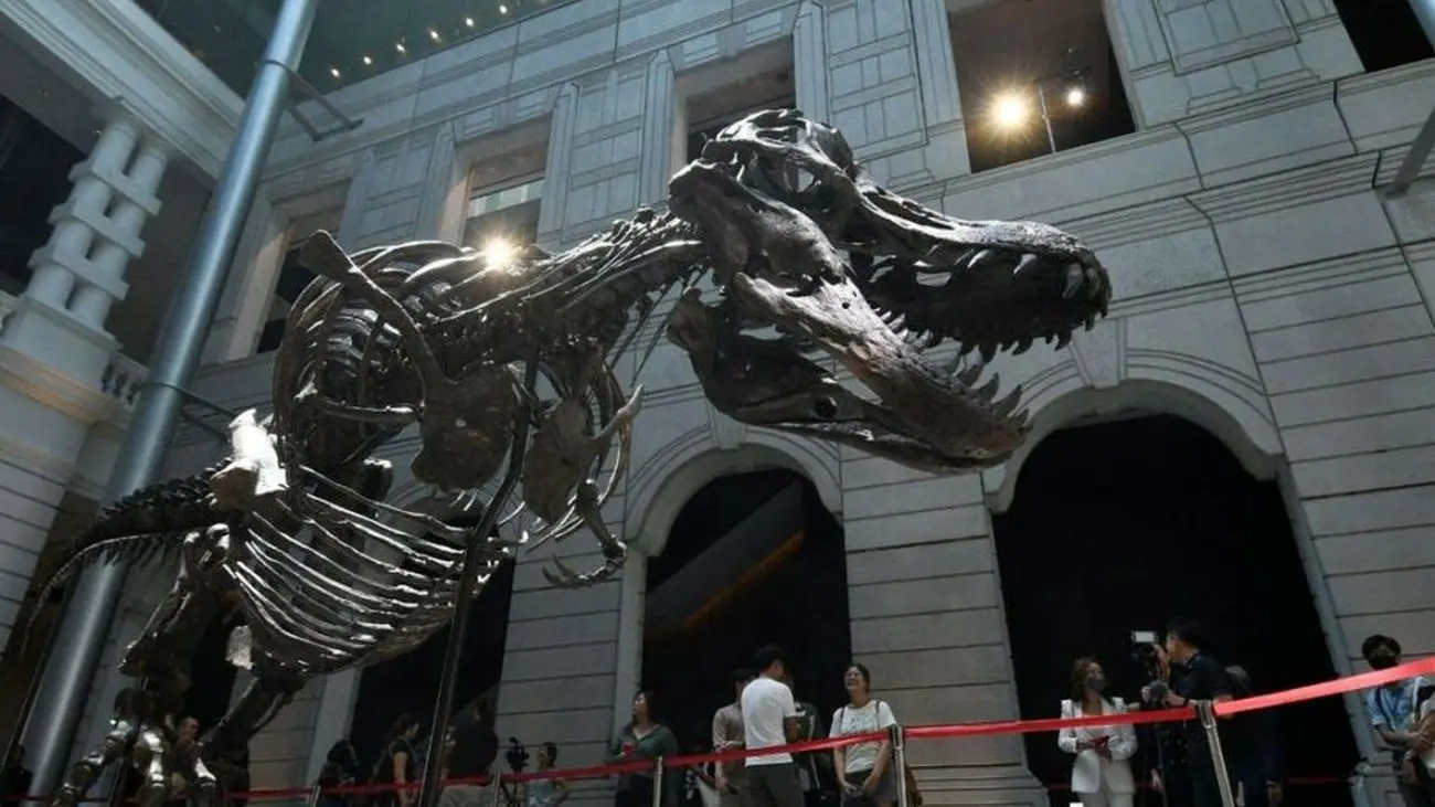 بزرگ‌ترین دایناسور تی‌رکس احتمالاً اندازه‌ای دو‌برابر یافته‌های قبلی داشته است
