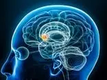 نقش جدیدی برای «دوپامین» در مغز انسان کشف شد
