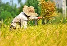 مخبر هم برای شالیکاران کاری نکرد / قیمت ناچیر خرید تضمینی برنج ایرانی