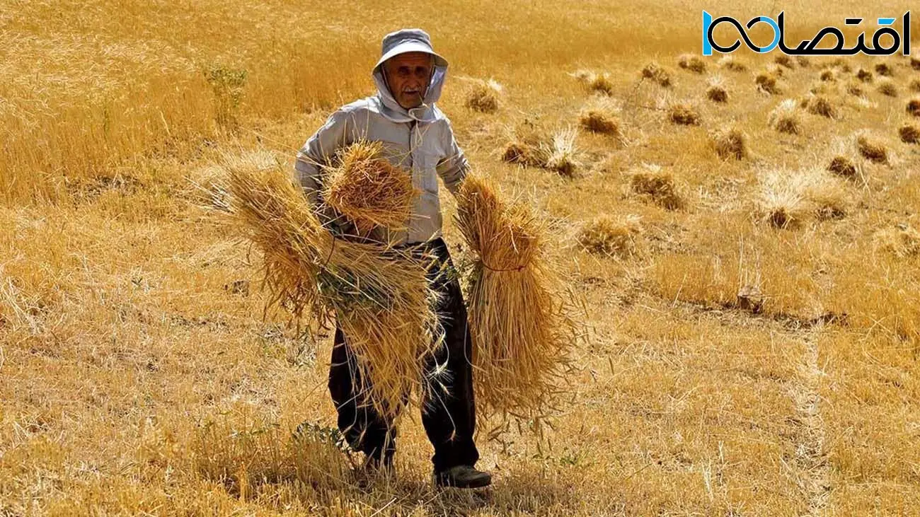 قیمت خرید تضمینی گندم تا پایان هفته آینده اعلام می‌شود 