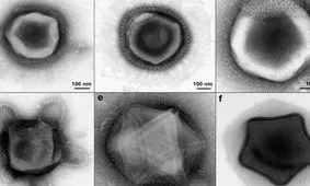 کشف ویروس‌های غول‌پیکری با اشکالی شبیه ستاره، لاک پشت و شیشه عطر!