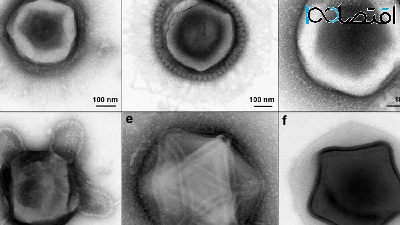 کشف ویروس‌های غول‌پیکری با اشکالی شبیه ستاره، لاک پشت و شیشه عطر!