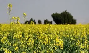 ۷۹ درصد مطالبات کلزاکاران پرداخت شد