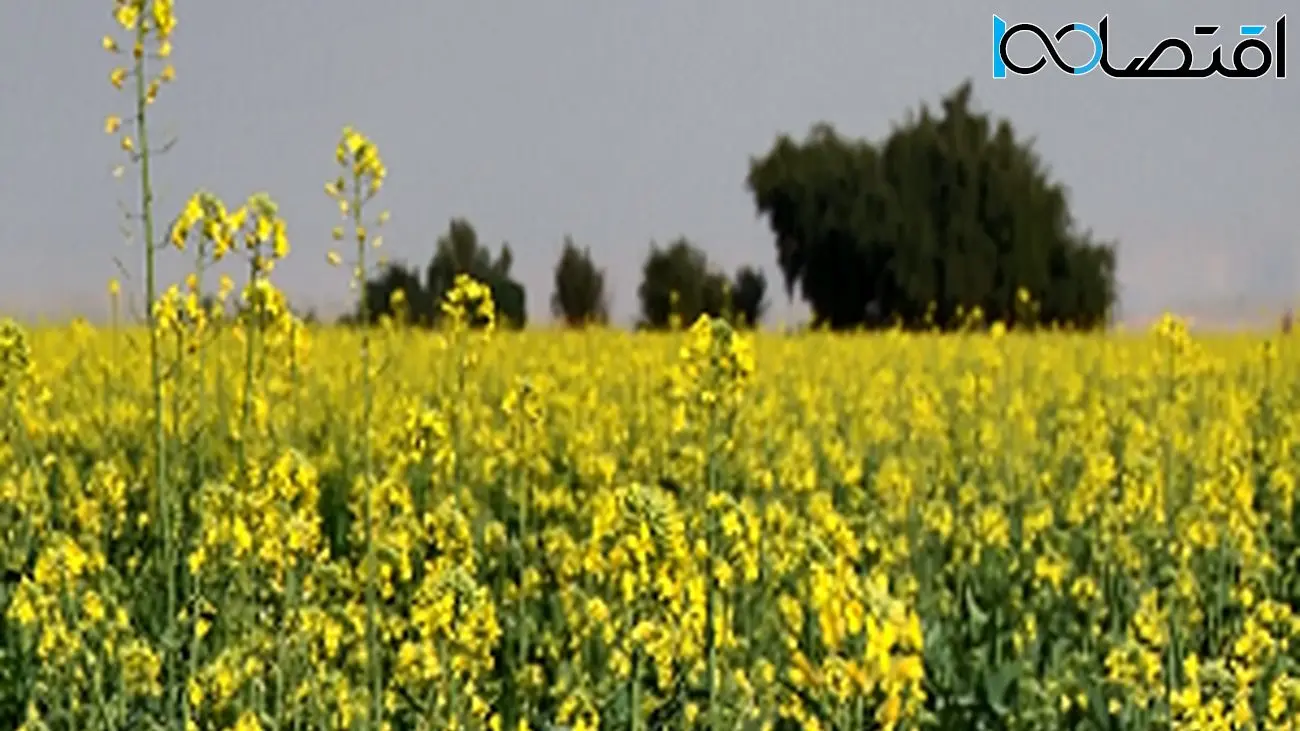 ۷۹ درصد مطالبات کلزاکاران پرداخت شد