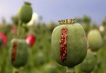 تریاک هم گران شد! 