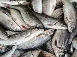 افزایش عجیب و غریب قیمت انواع ماهی در آستانه نوروز 1402