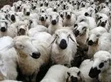 زیان دامداران از عرضه گوسفند 