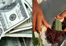 پرتاب موادمخدر از مرز افغانستان به داخل خاک ایران با منجنیق +ویدئو
