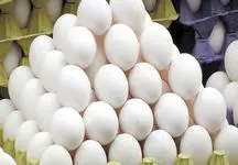 قیمت تخم مرغ تا پایان سال تغییر نمی کند
