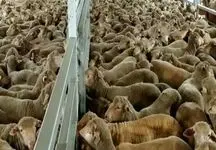 گوشت های خارجی آبروی دولت را حفظ می کند؟