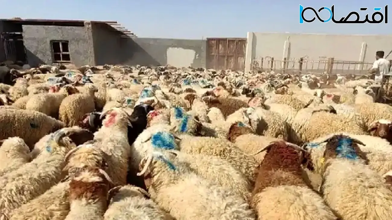 بازار دام زنده آرام گرفت / نرخها در تهران، اصفهان، مشهد و یزد چقدر است؟ +جدول