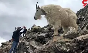 این بز کوهی روی هرچی بدنسازه کم کرد ! / هیکل عضله ایش را ببینید !