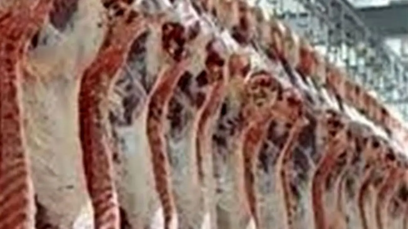 جدیدترین قیمت گوشت در بازار / توزیع گوشت گوسفندی 142 هزار تومانی آغاز شد!