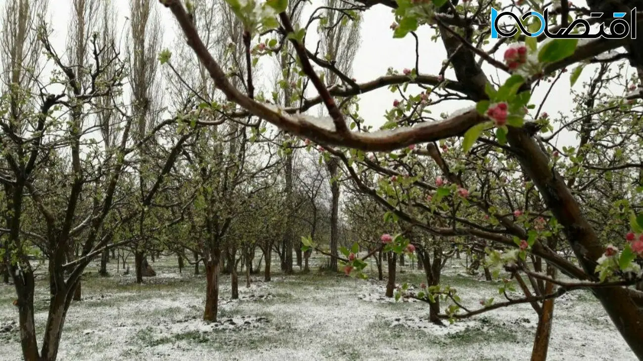 زیان سنگین یکی از قطب های باغداری کشور / امسال میوه گرانتر هم می شود؟