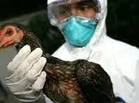 هشدار سازمان بهداشت جهانی درباره شیوع آنفلوانزای پرندگان پس از مرگ دختر 11‌ساله