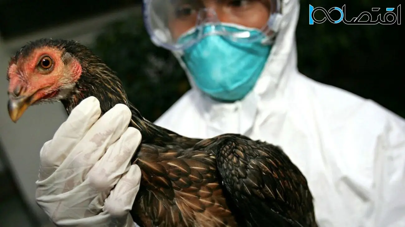 هشدار سازمان بهداشت جهانی درباره شیوع آنفلوانزای پرندگان پس از مرگ دختر 11‌ساله