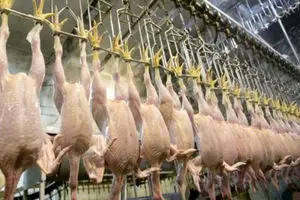 قیمت روز گوشت بوقلمون در تهران اعلام شد!