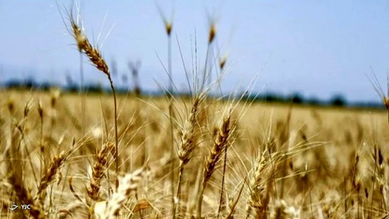 اعلام نرخ خرید تضمینی محصولات کشاورزی به چهارشنبه موکول شد
