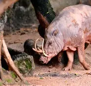 دندانهای این خوک ممکن است توی جمجمه اش فرو برود + فیلم