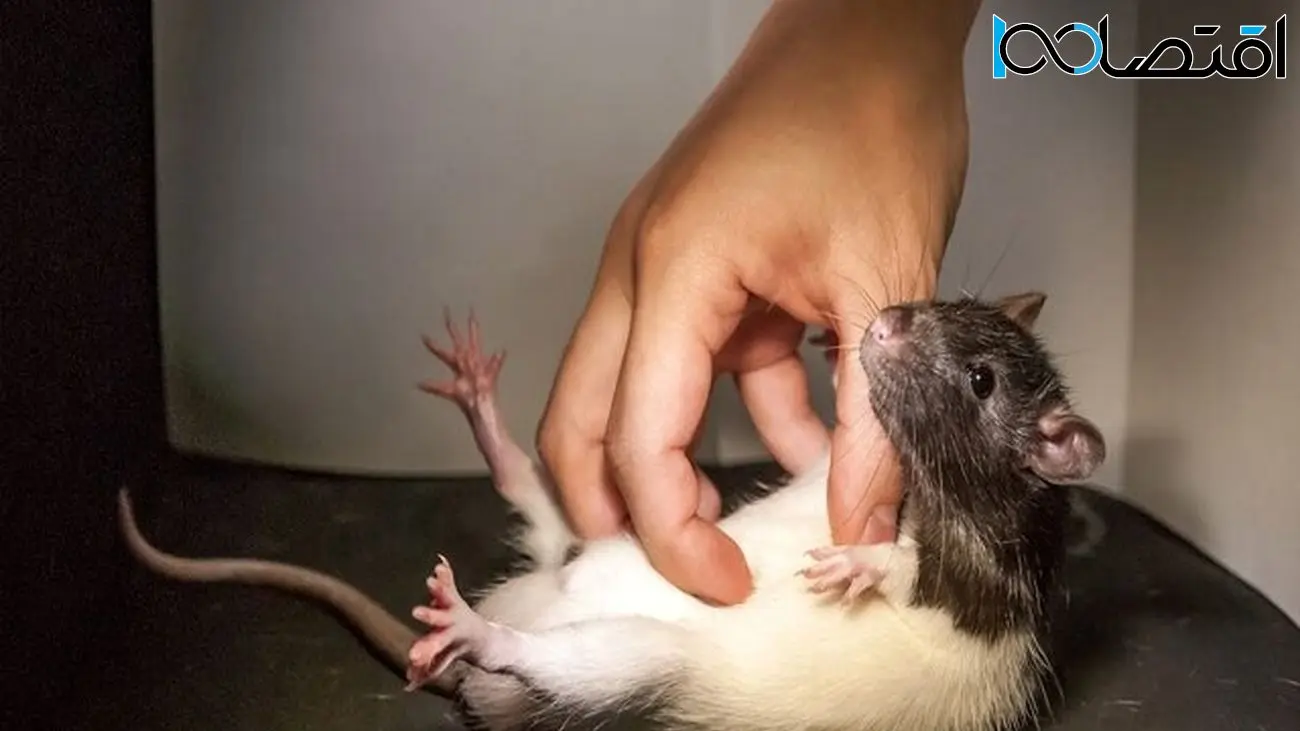 قلقلک دادن موش‌ها برای کشف مرکز بازی در مغز!