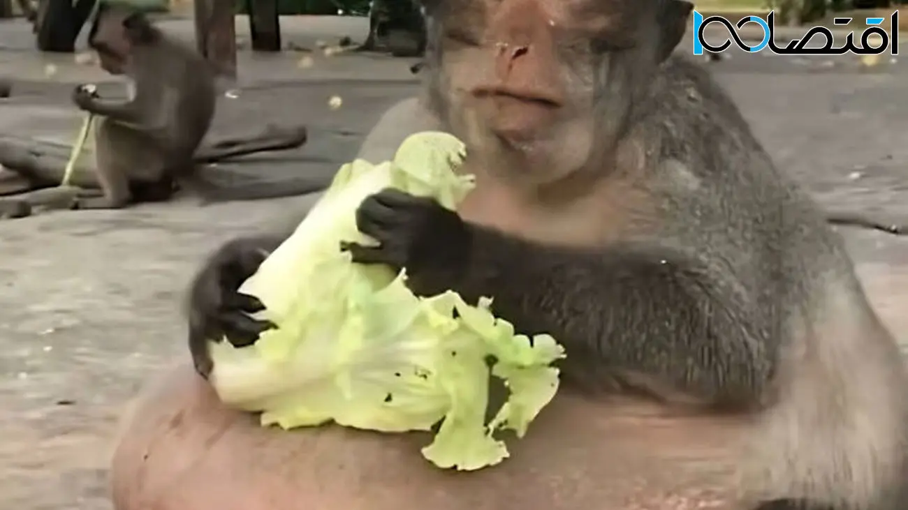 18 عکس شوکه کننده از عجایب جهان / از میمون کاهوخور تا گربه بدنساز !