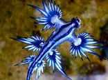 اژدهای آبی در سواحل استرالیا! + فیلم