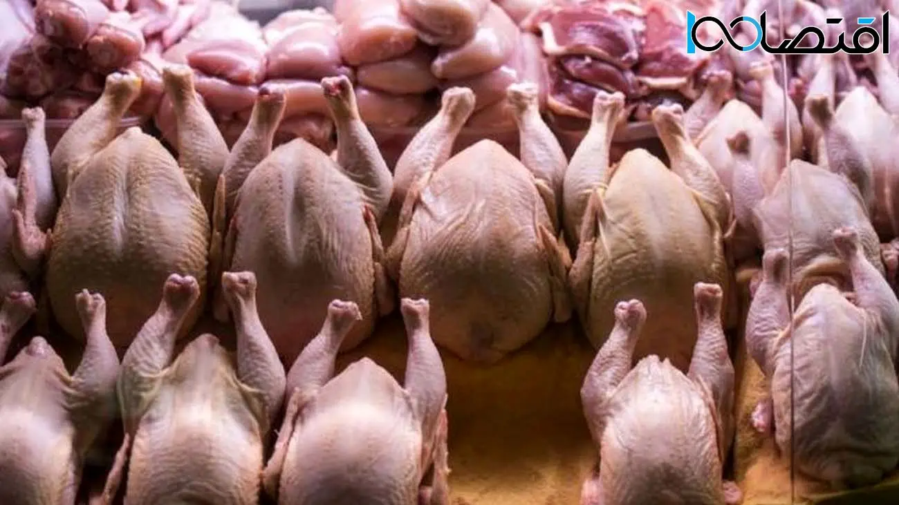 قیمت مرغ زنده در بازار کیلویی چند؟/ کمبود مرغ در بازار نیست 