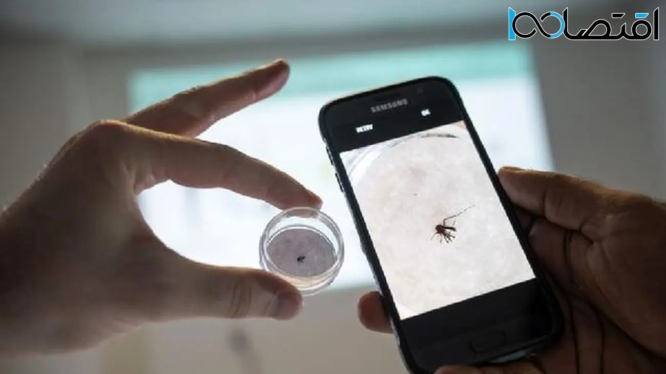 هوش مصنوعی پشه‌های ناقل مالاریا را به دام می‌اندازد
