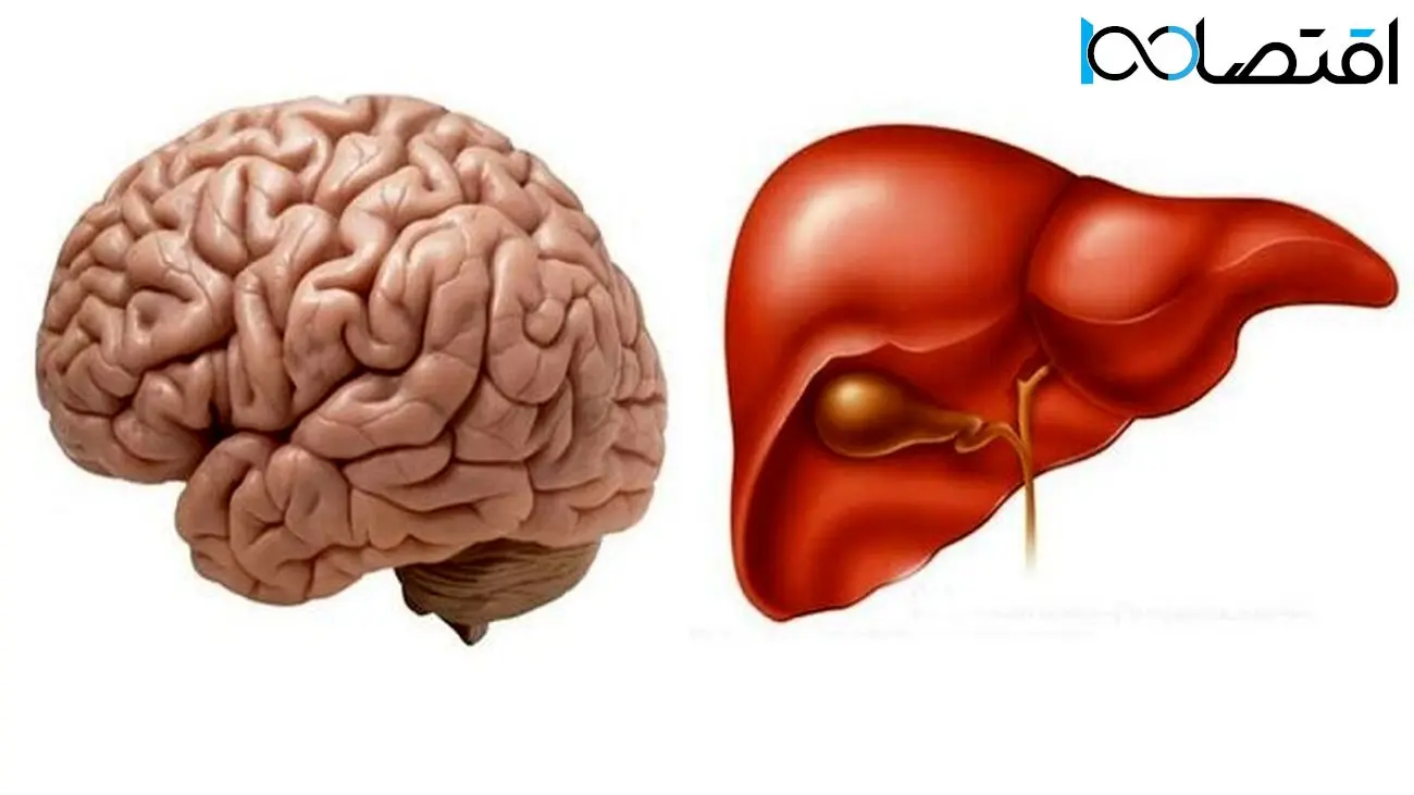 کبد برای حفظ سلامت مغز اسید تولید می‌کند