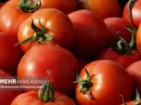 گرانی مجدد گوجه فرنگی در راه است