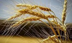 قیمت واقعی گندم چقدر است؟
