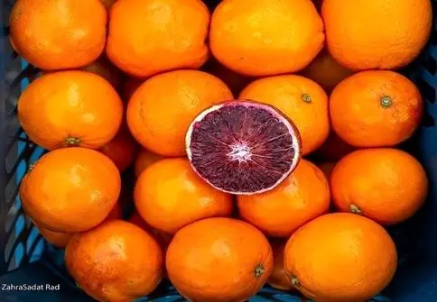 پیش بینی تولید بیش از ۸ میلیون تن مرکبات برای امسال