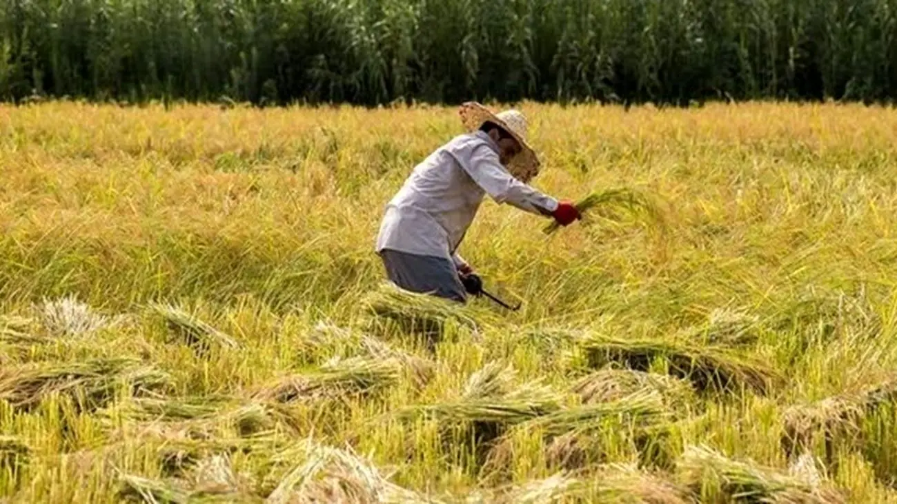 ادعای اشتغال زایی فوق العاده در روستاها 