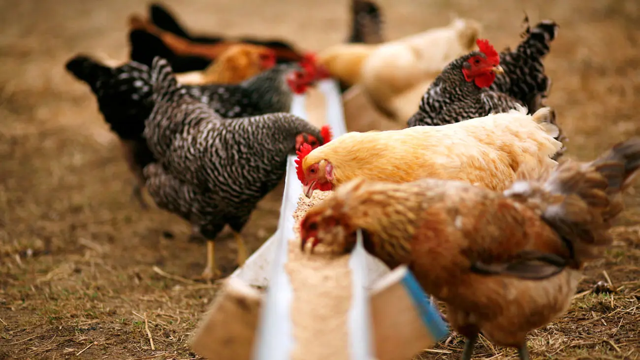 ۴ مصوبه جدید برای بازار مرغ/آیا مرغ اقساطی می شود؟