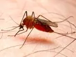 قطع چرخه انتقال محلی مالاریا در ایران 