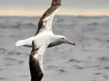 عرض بالهای این پرنده بزرگ دریایی بیش از 7متر است+فیلم