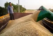 کاهش 3 میلیون تنی واردات گندم