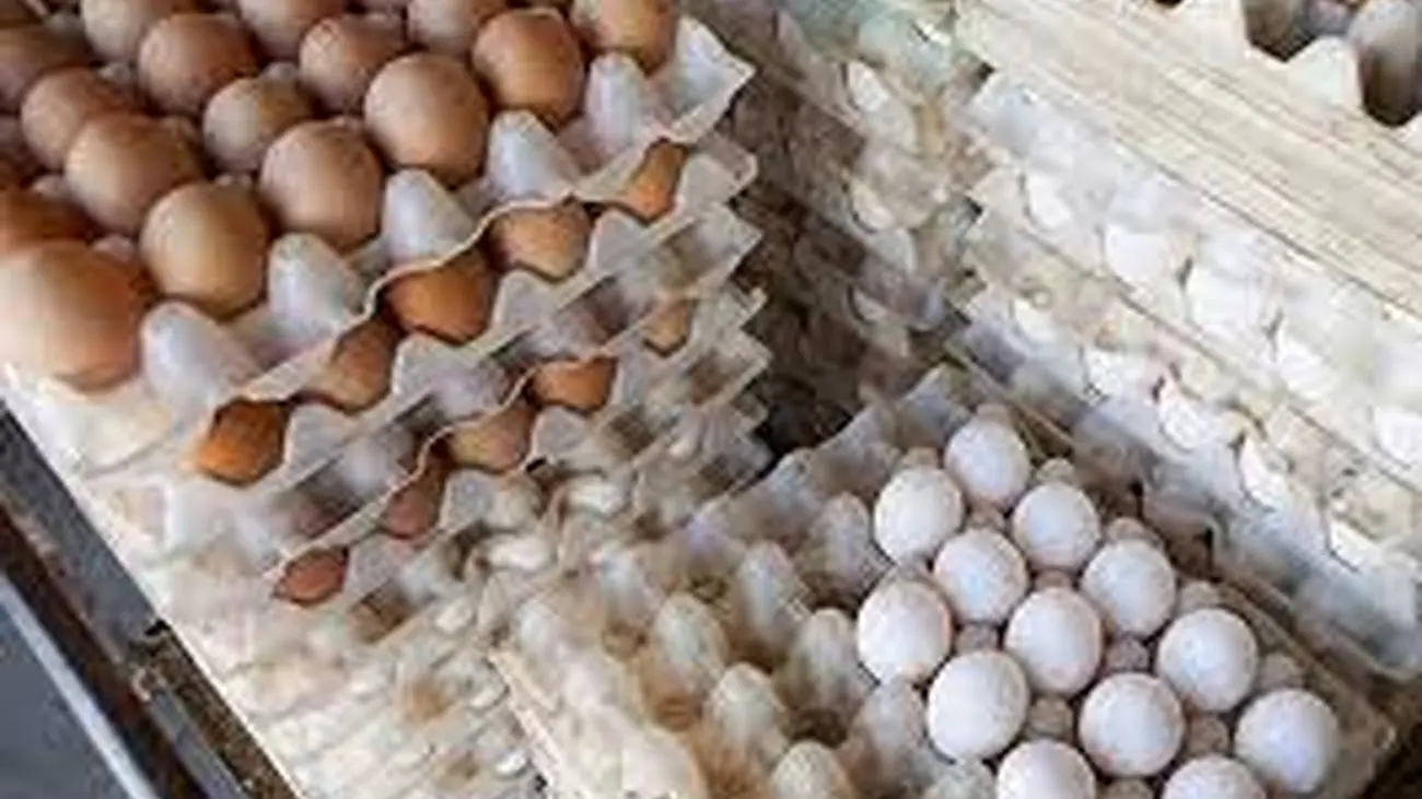 مرغ و تخم مرغ در بازار چند ؟