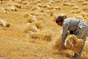 گندمکاران به این سامانه مراجعه کنند / شرایط خرید تضمینی گندم اعلام شد !
