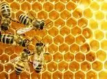 زنبورهای ایرانی سرشماری می شوند