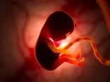 جنین از یک ژن خاص برای ربودن مواد مغذی از مادر استفاده می‌کند