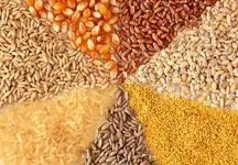 تولید خوراک دام به ۱۱ میلیون تن رسید