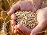 در این تاریخ نرخ واقعی گندم اعلام می شود
