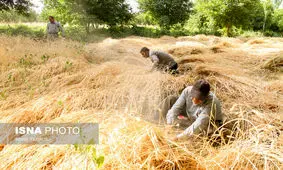 خرید تضمینی بیش از ۱۰ میلیون و ۳۸۰ هزار تن گندم در کشور