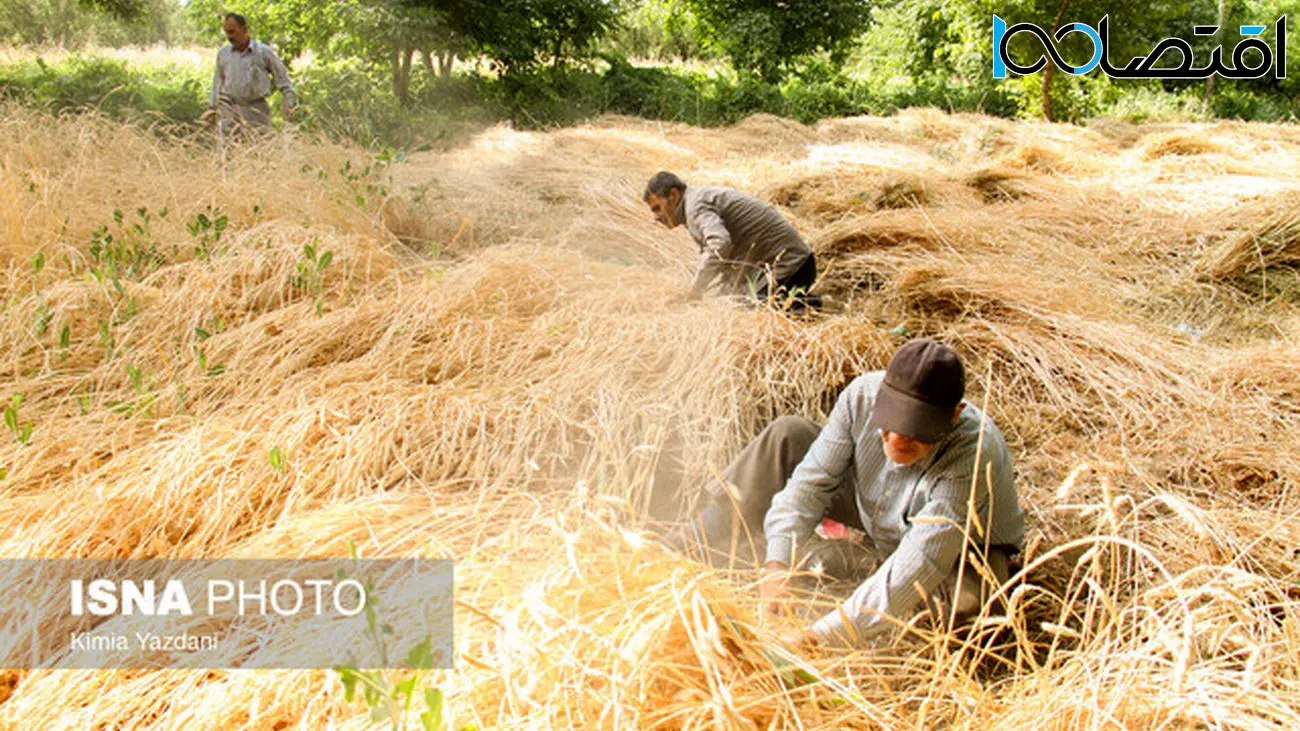 خرید تضمینی بیش از ۱۰ میلیون و ۳۸۰ هزار تن گندم در کشور