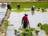 پیش بینی از تولید گندم و برنج در سال آینده 