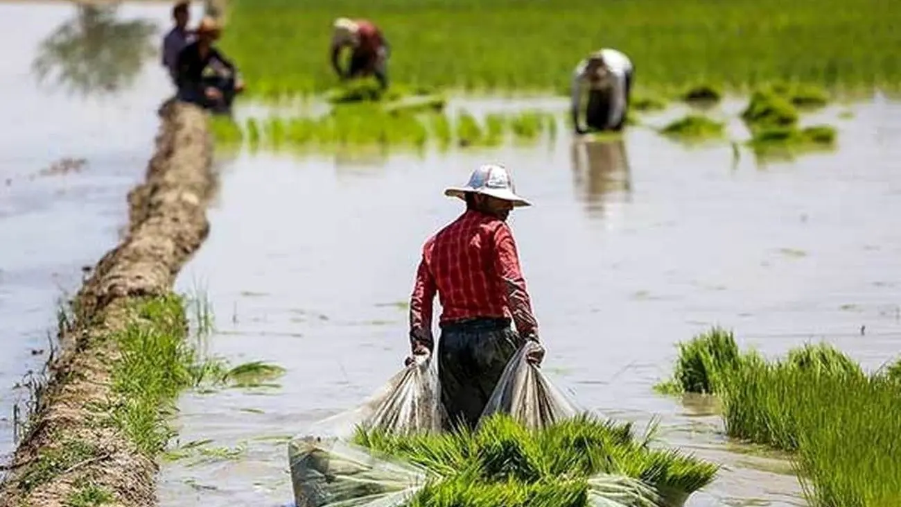 پیش بینی از تولید گندم و برنج در سال آینده 