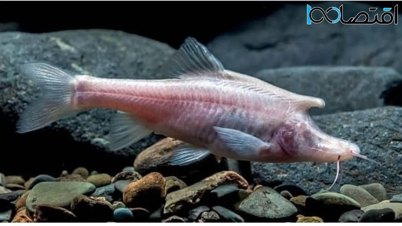 کشف یک ماهی کور با ظاهری ترسناک در آب‌های تاریک چین